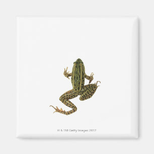 Frosch 2 magnet