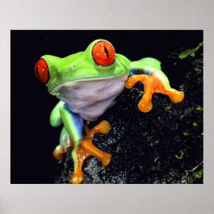 Frosch 3 Print Poster