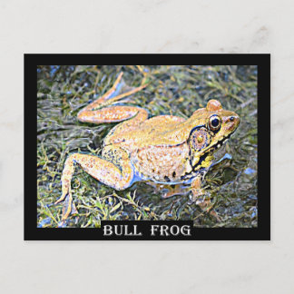 Frosch (American Bull Frog) Postkarte