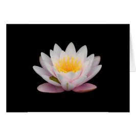 Frosch an einer Lüge