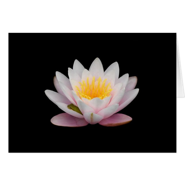 Frosch an einer Lüge (Vorderseite (Horizontal))