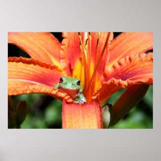 Frosch auf einer Blume Poster