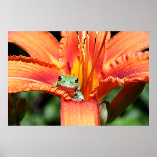 Frosch auf einer Blume Poster (Vorne)