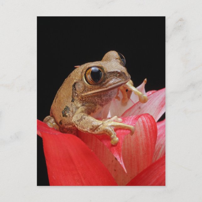 Frosch auf einer roten Blume Postkarte (Vorderseite)