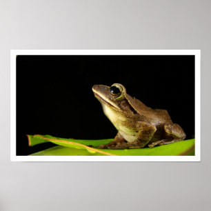 Frosch auf Leaf Poster