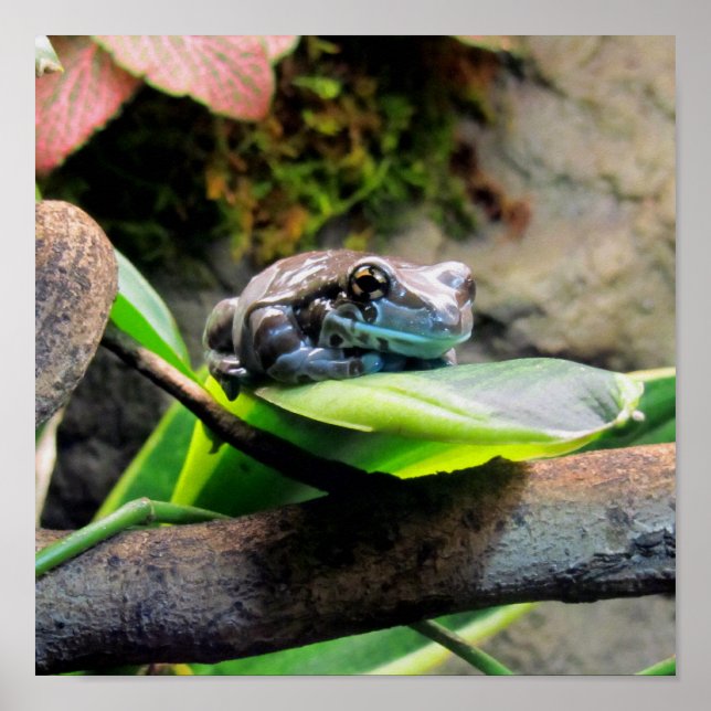 Frosch auf Leaf Poster (Vorne)