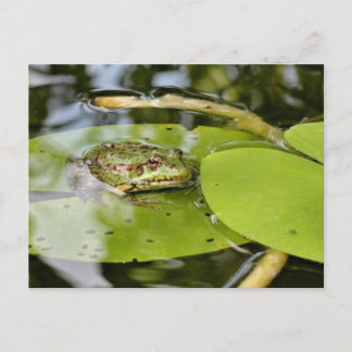 Frosch auf Lilienblättern Postkarte