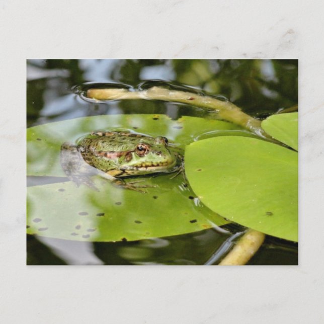 Frosch auf Lilienblättern Postkarte (Vorderseite)