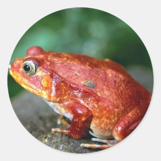 Frosch-Aufkleber Runder Aufkleber