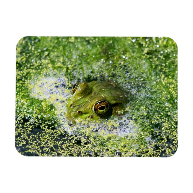 Frosch Augen in einem Teich Magnet (Horizontal)