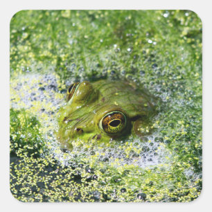Frosch Augen in einem Teich Quadratischer Aufkleber