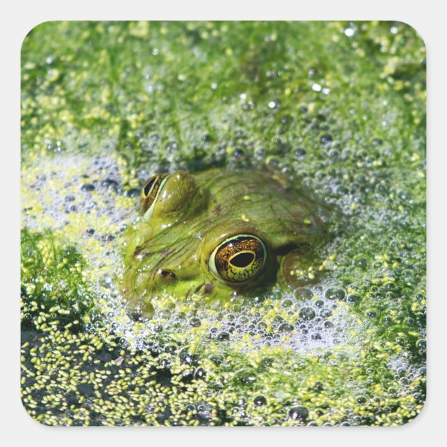 Frosch Augen in einem Teich Quadratischer Aufkleber (Vorderseite)