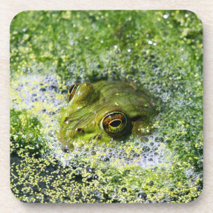 Frosch Augen in einem Teich Untersetzer