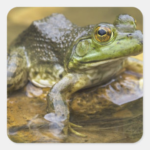 Frosch entlang des Buffalo River, Meile 126 am Quadratischer Aufkleber