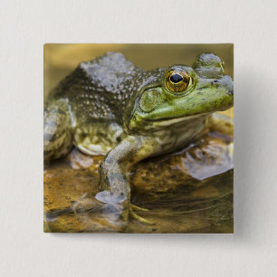Frosch entlang des Buffalo River, Meile 126 an dem Button