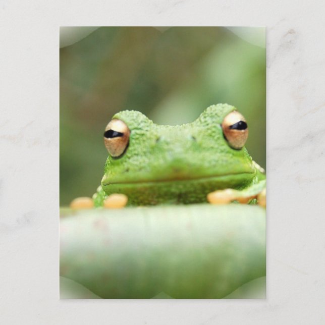 Frosch Eyes Postcard Postkarte (Vorderseite)