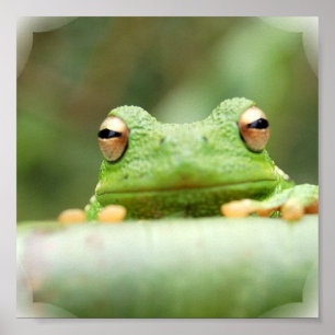 Frosch Eyes Poster Print