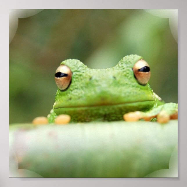 Frosch Eyes Poster Print (Vorne)