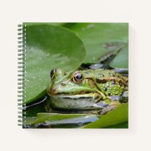 Frosch Green Lily Pad Foto