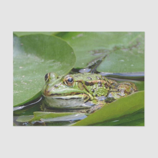 Frosch Green Lily Pad Foto Seidenpapier (Vorderseite)
