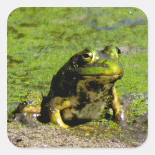 Frosch Große Stickers