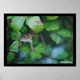 Frosch im blätterreichen Teich Poster