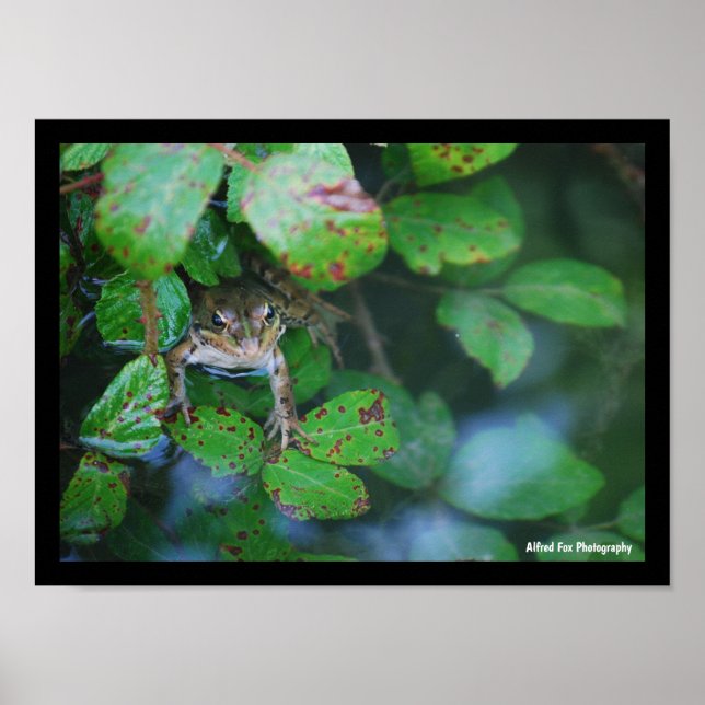 Frosch im blätterreichen Teich Poster (Vorne)