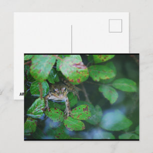 Frosch im blätterreichen Teich Postkarte