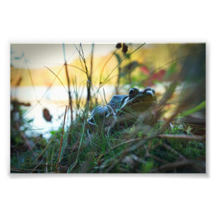 Frosch im Unkraut Fotodruck