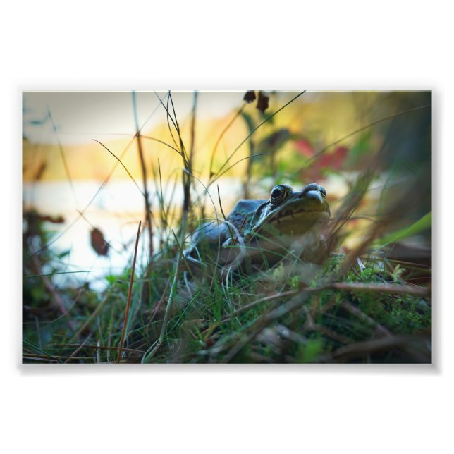 Frosch im Unkraut Fotodruck (Vorne)