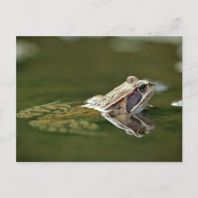 Frosch im Wasser Postkarte (Vorderseite)