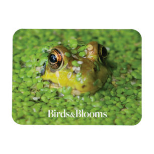 Frosch in der grünen Alge Magnet