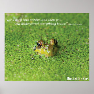Frosch in der grünen Alge Poster
