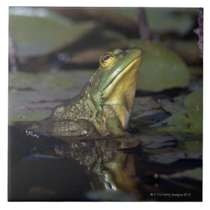 Frosch in einem Teich Fliese