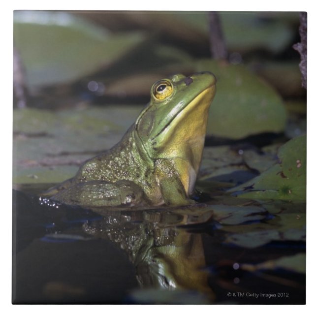 Frosch in einem Teich Fliese (Vorderseite)