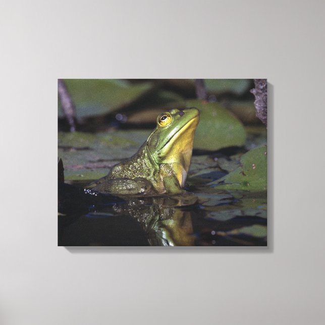 Frosch in einem Teich Leinwanddruck (Vorderseite)