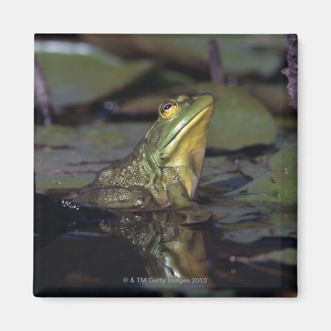 Frosch in einem Teich Magnet (Vorne)