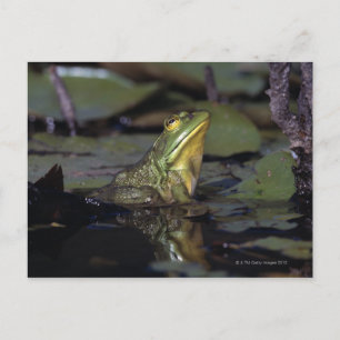 Frosch in einem Teich Postkarte