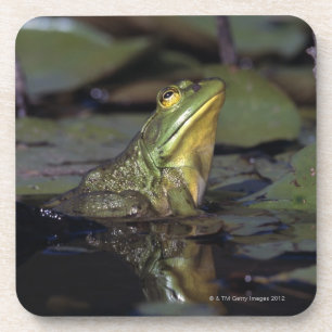 Frosch in einem Teich Untersetzer