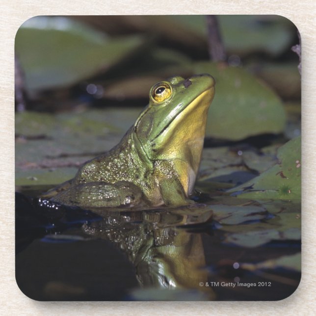 Frosch in einem Teich Untersetzer (Vorderseite)