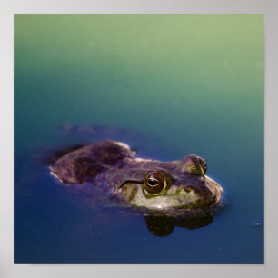 Frosch in Wasser Grünen Froschauen Poster