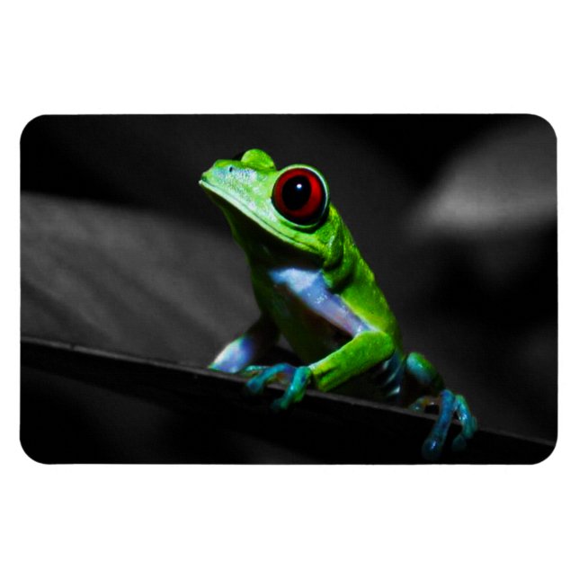 Frosch, Mit Augen Rotbaum III Magnet (Horizontal)