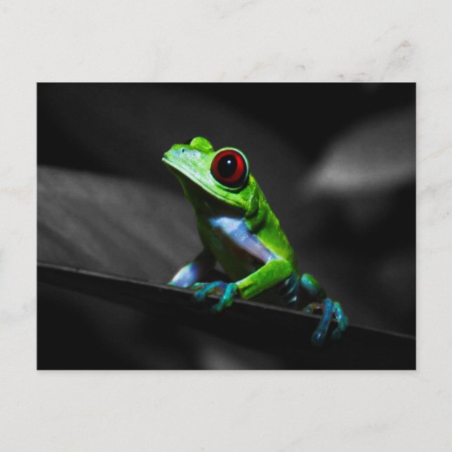 Frosch, Mit Augen Rotbaum III Postkarte (Vorderseite)