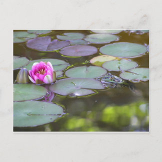 Frosch mit Seerose Postkarte