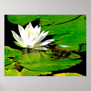 Frosch mit Wasser Lippenreflexion Poster