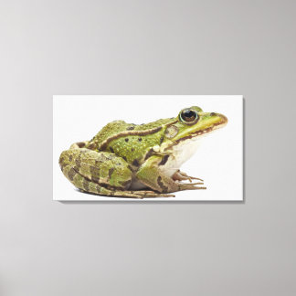 Frosch oder genießbarer Frosch Leinwanddruck