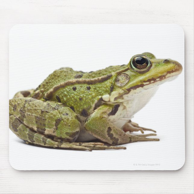 Frosch oder genießbarer Frosch Mousepad (Vorne)
