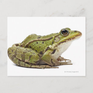 Frosch oder genießbarer Frosch Postkarte