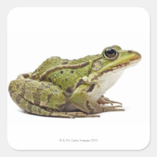 Frosch oder genießbarer Frosch Quadratischer Aufkleber