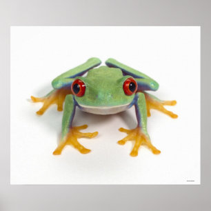 Frosch Poster